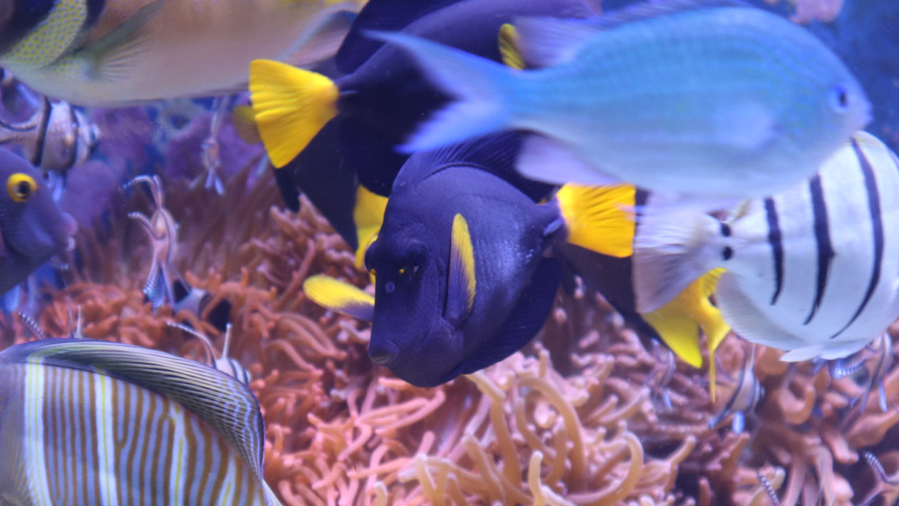 Small and colourful fishes - individual in the crowd