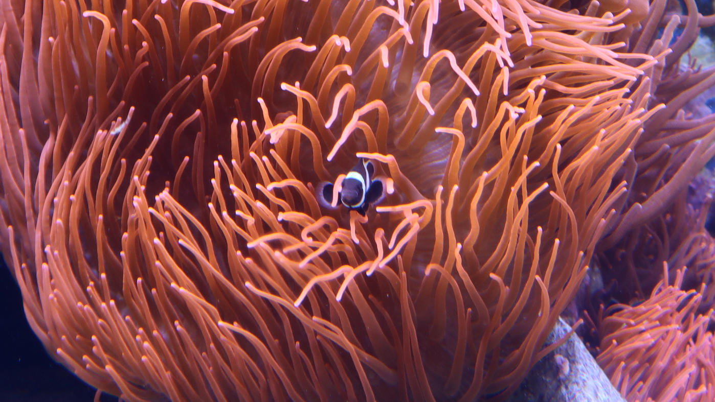 Clownfisch in der Seeanemone - eine gute Symbiose 